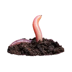 Logo Earthworms
